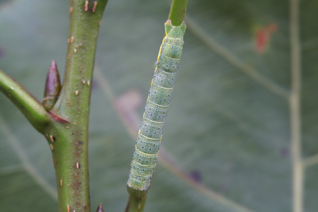 Aiuto ID bruco - cf. Lacanobia oleracea